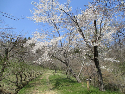 129通り抜けの桜２