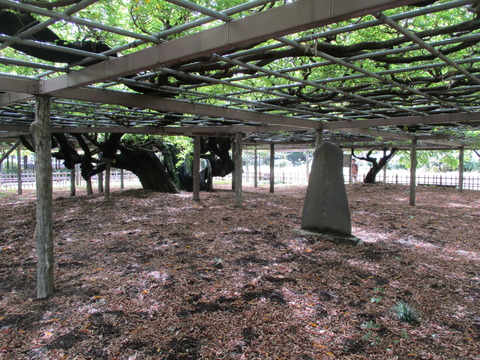 96玉敷公園6