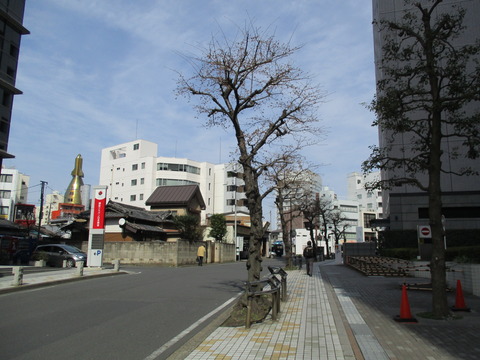 183引き続きさくら並木通り