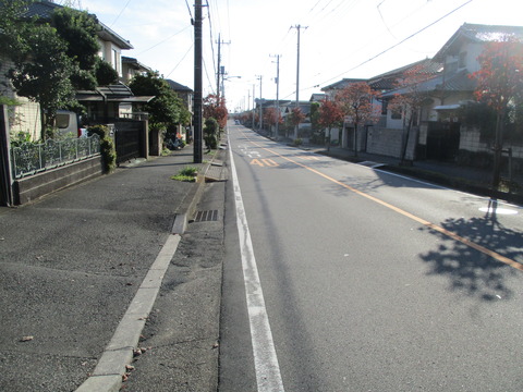 184並木道1