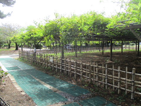 95玉敷公園5
