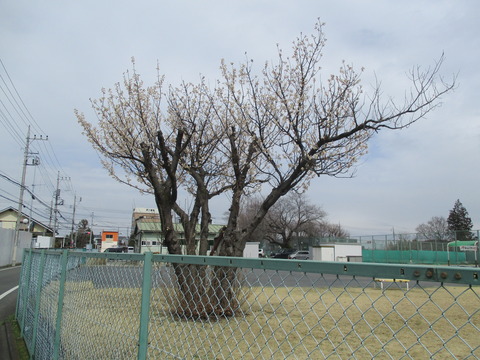 95桜の木