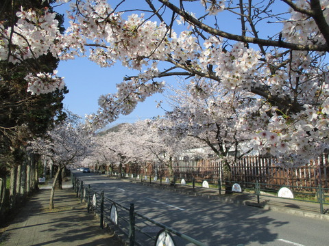 36北桜通り5