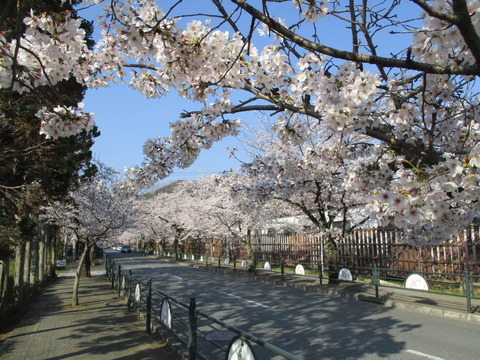 36北桜通り５