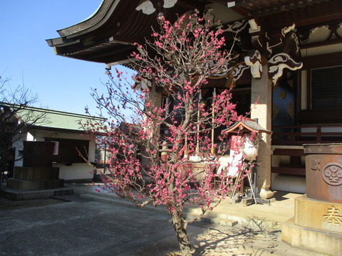 176諏訪神社１６