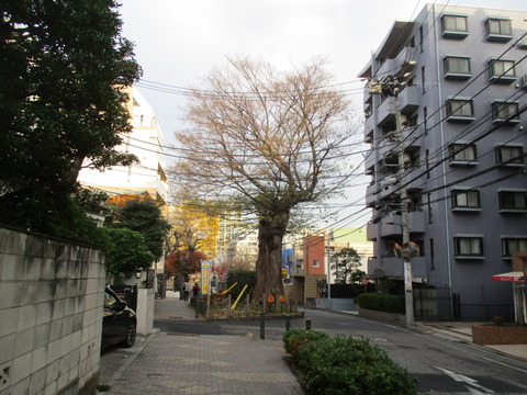 156ムクノキ1