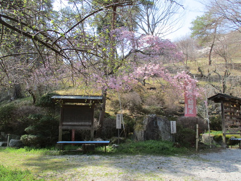 121醍醐の桜１