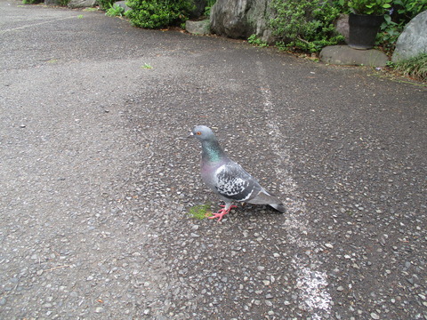 161専光寺13