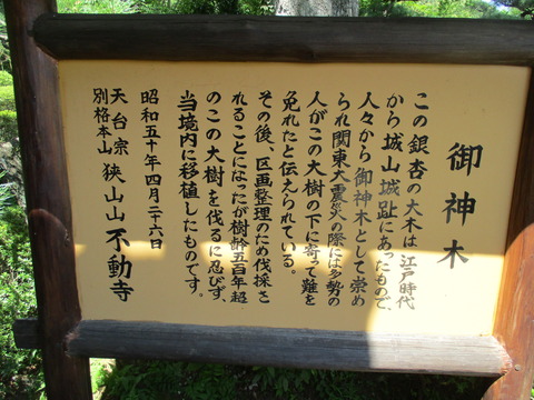 210御神木2