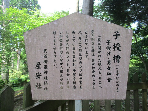 46子授檜4