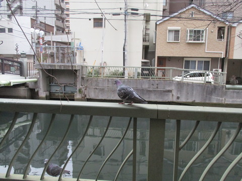 44海老川橋8