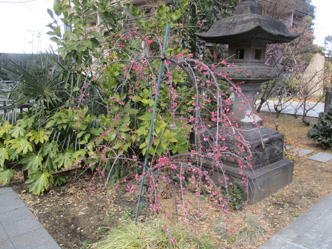 239成子天神社１５