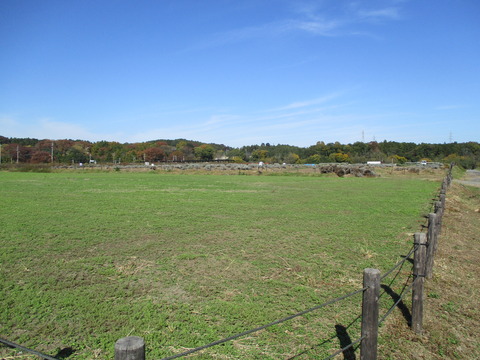 95ラベンダー園1
