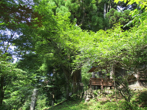 36安産杉・子授檜1