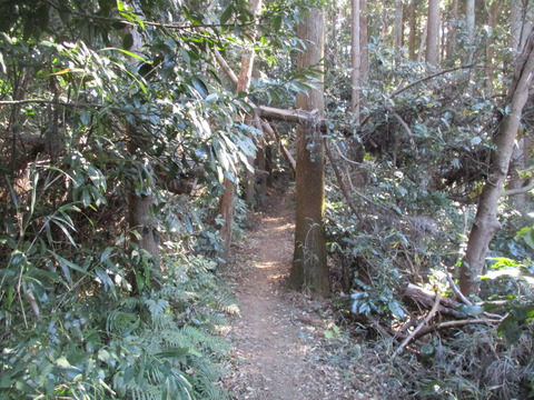 154果樹園へ6