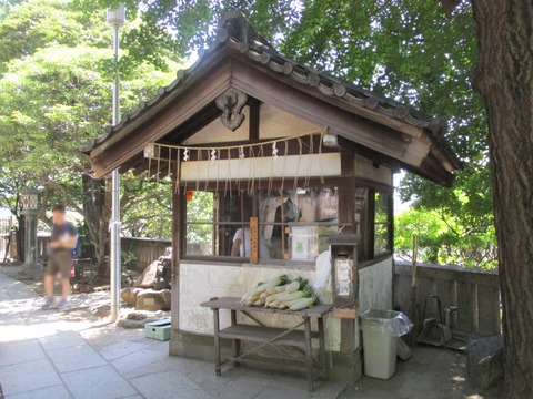 63大根１