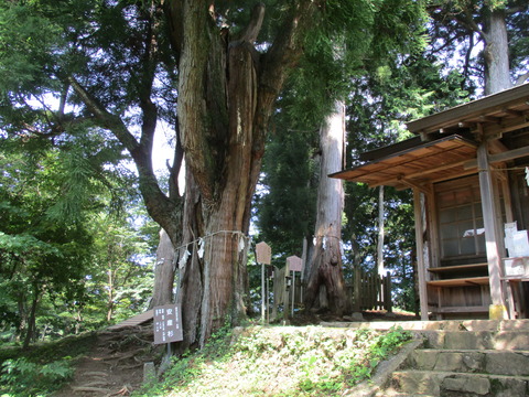 37安産杉・子授檜2