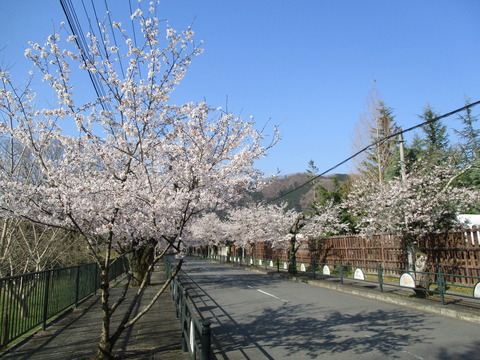 37北桜通り6