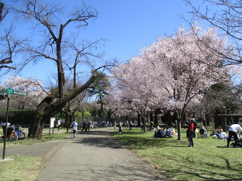 131桜の園2