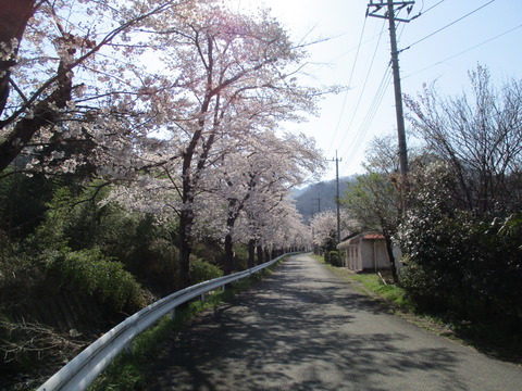 65井戸の桜並木１