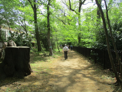34玉川上水緑道3