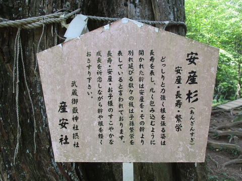 42安産杉3