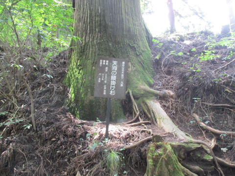 224天狗の腰掛杉2