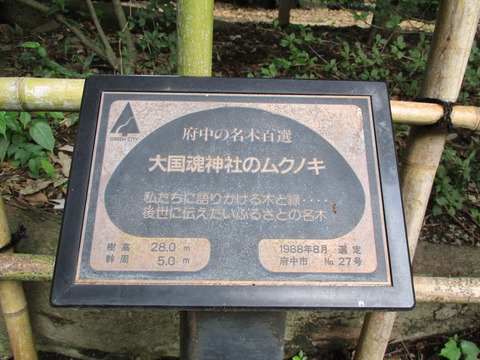 143ムクノキ3