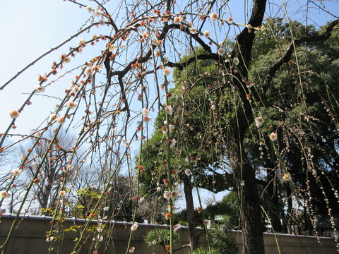 51寿福寺22