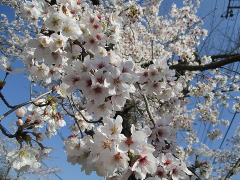 70再び北桜通り３