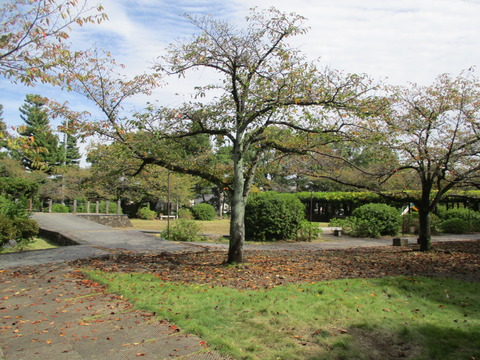107公園内5