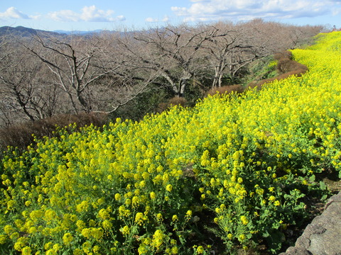209吾妻山公園3