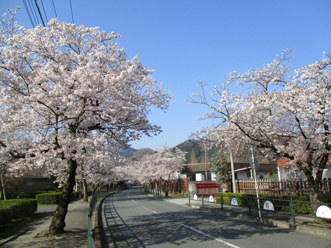 34北桜通り３