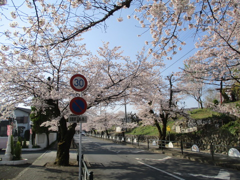 38北桜通り７