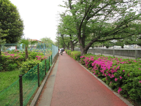 37つつじ１