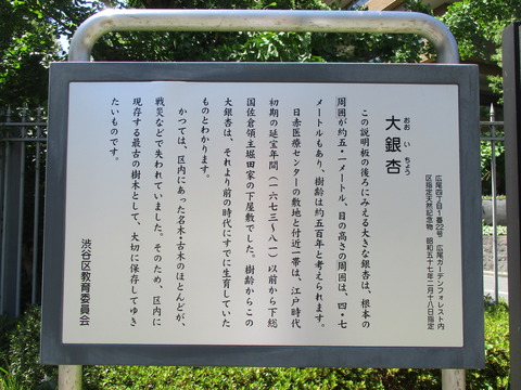 26大銀杏5