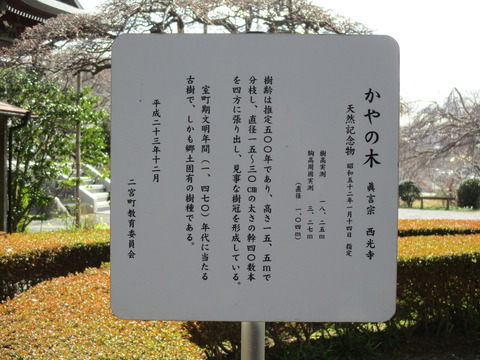 124かやの木3