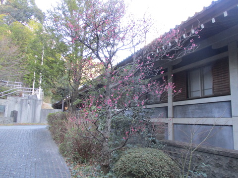 60梅1