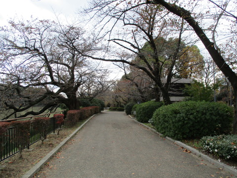 45千鳥ヶ淵公園2