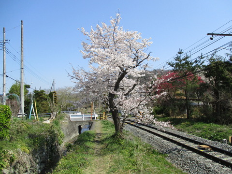 111桜の小道６