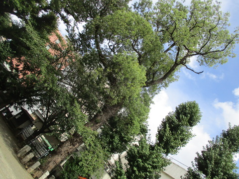 136池尻稲荷神社16