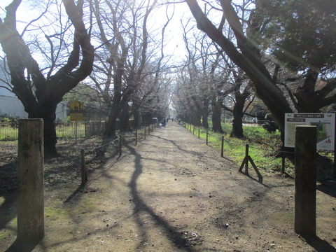 08桜並木1