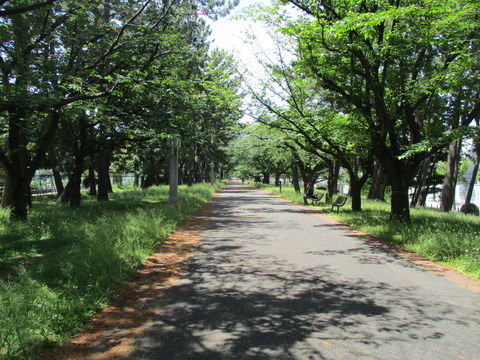52辰巳の森緑道公園３