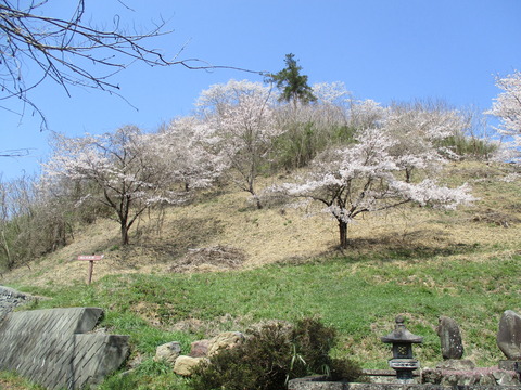 115野土山裏１