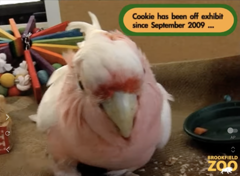 cookie_01
