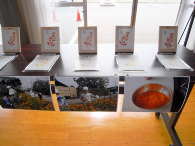 親子行事 紅花染に挑戦 徒然ぱせり 北california日記