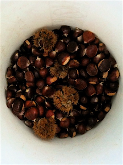 chestnuts9
