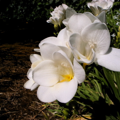 春の花 徒然ぱせり 北california日記 春の花 徒然ぱせり 北california日記