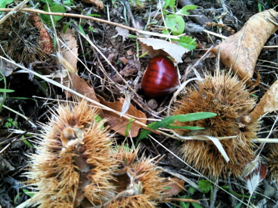 chestnuts4