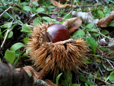 chestnuts1